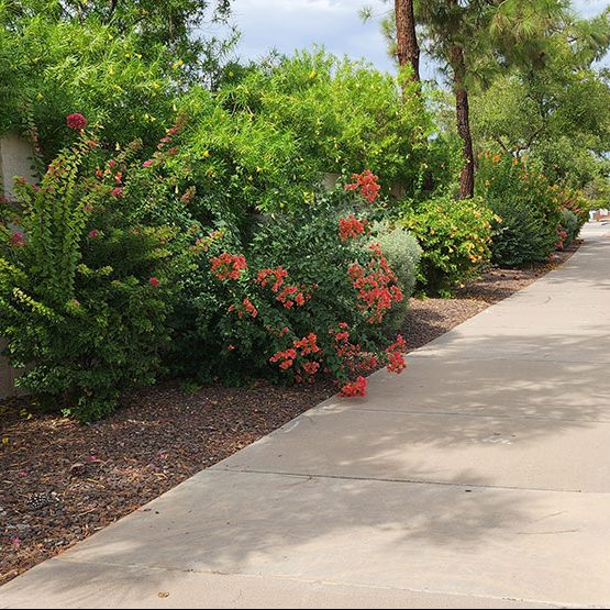 Arizona Nonprofit Bylaws | HOA Bylaws | Methods of Pruning | Preserving Shrubbery | Importance of Curb Appeal