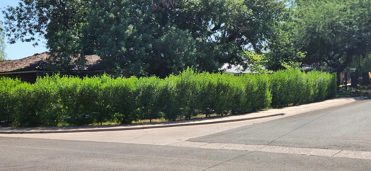 Preserving Shrubbery and Curb Appeal
